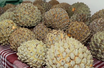Associação Terra do Marolo